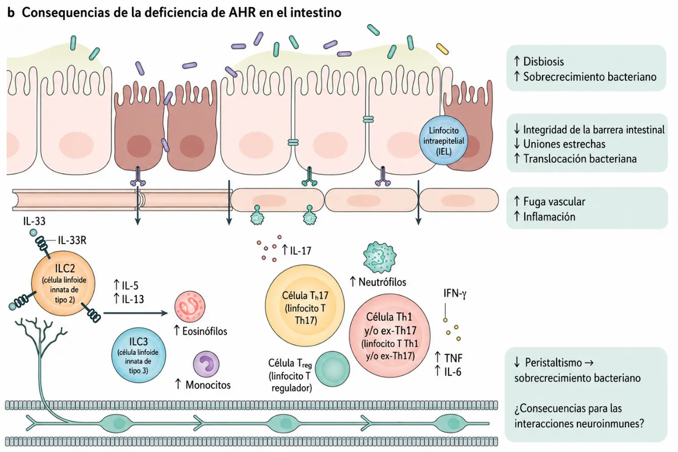 Imagen extraída y traducida de: Stockinger B, Shah K, Wincent E. AHR in the intestinal microenvironment: safeguarding barrier function. Nat Rev Gastroenterol Hepatol. 2021 Aug;18(8):559-570. doi: 10.1038/s41575-021-00430-8.